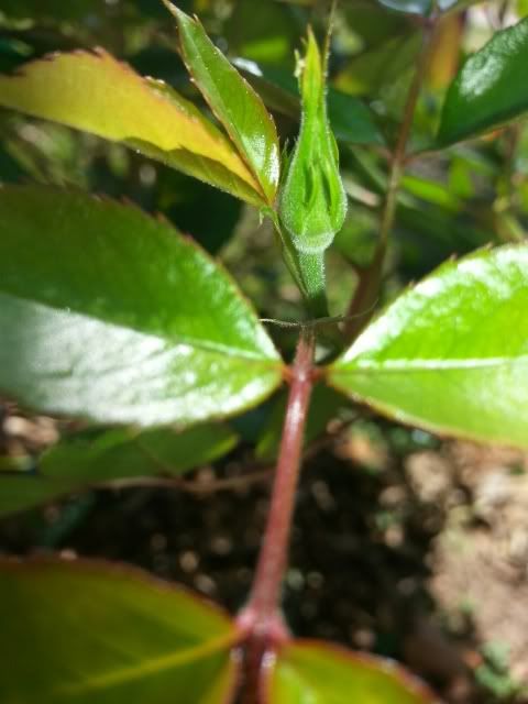  photo 20140405_151828.jpg